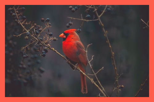 Bird with a relative border