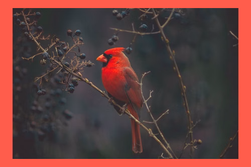 Bird with a relative border